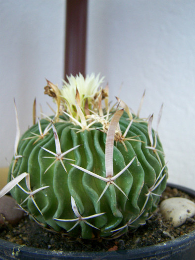 Echioifossulum trichospidatus - Cactusi si suculente 2011
