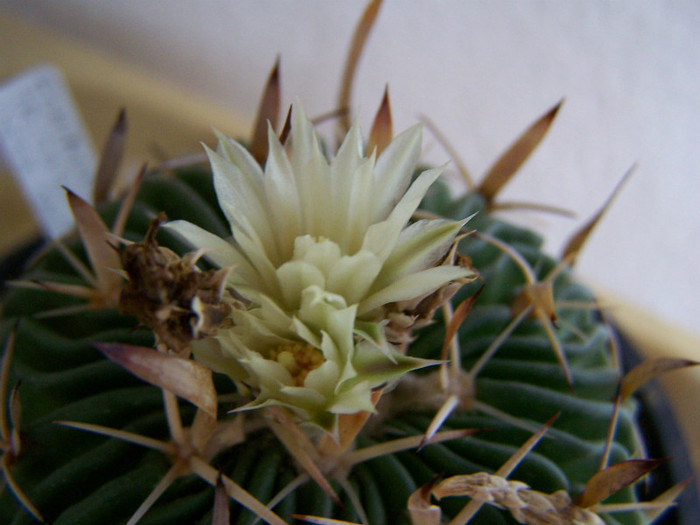 Floare de cactus e.t. - Cactusi si suculente 2011