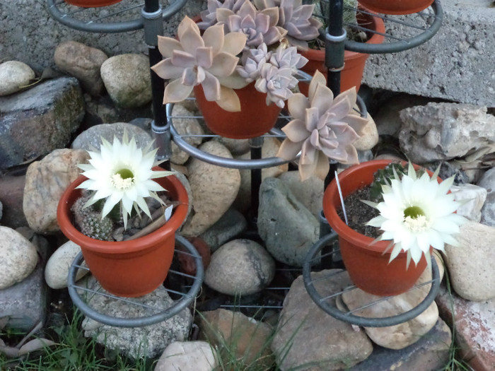 Inflorire echinopsis- tandem - Cactusi si suculente 2011