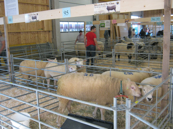 merino-texel