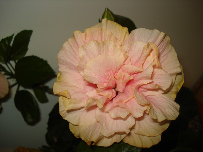 DSC00442 - HIBISCUS 2011