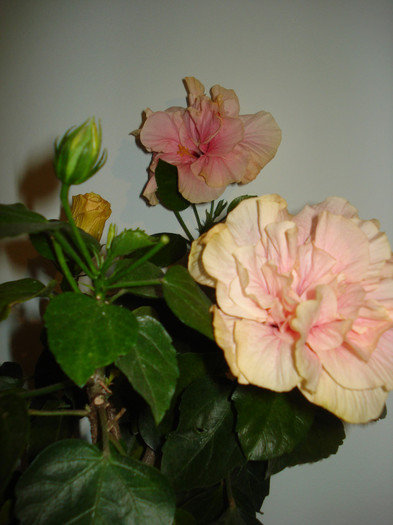 DSC00444 - HIBISCUS 2011