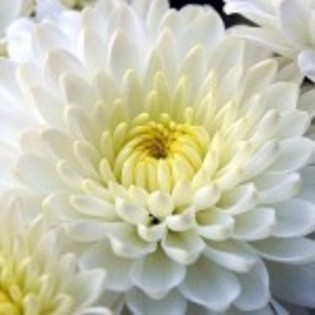 crizantema2-150x150