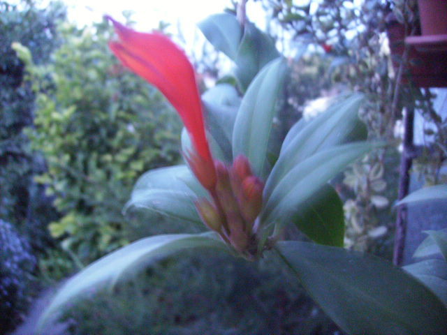 aeschinanthus - septembrie 2011