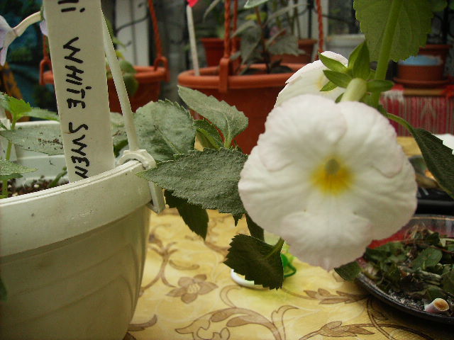 achimenes White swan