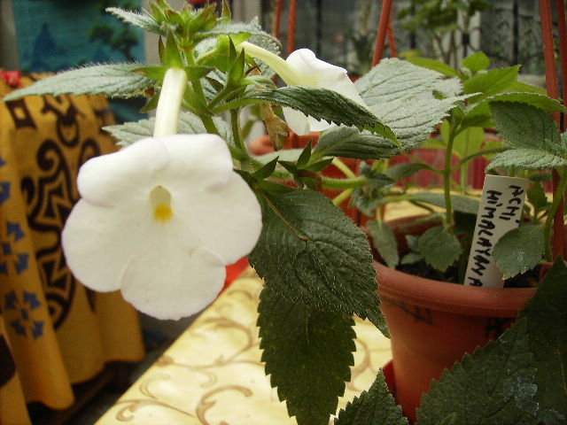 achimenes himalayan angel - inceput de octombrie 2011