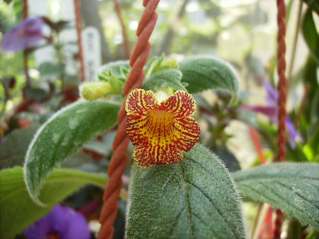 achimenes Antirhina - inceput de octombrie 2011