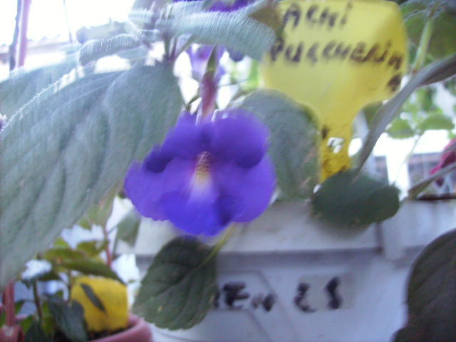 achimenes Pulcherima - inceput de octombrie 2011