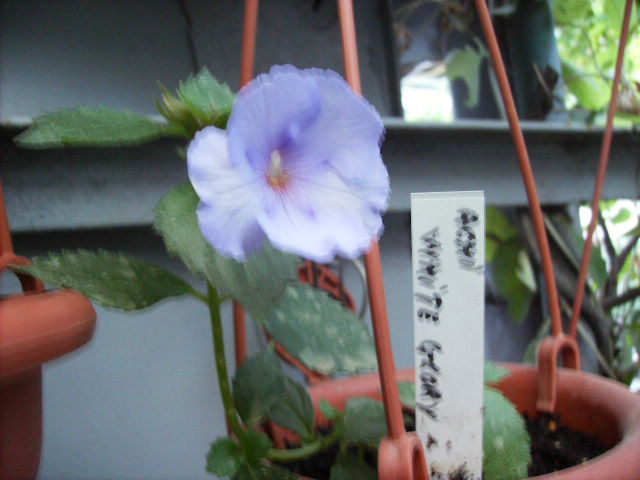 achimenes White glory - inceput de octombrie 2011