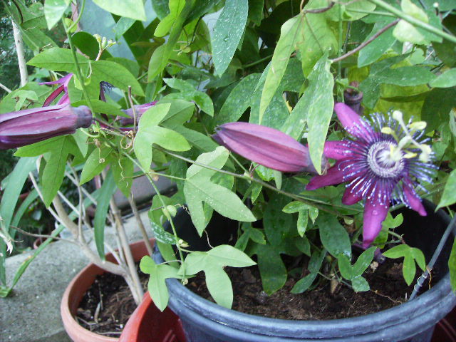 passiflora - inceput de octombrie 2011