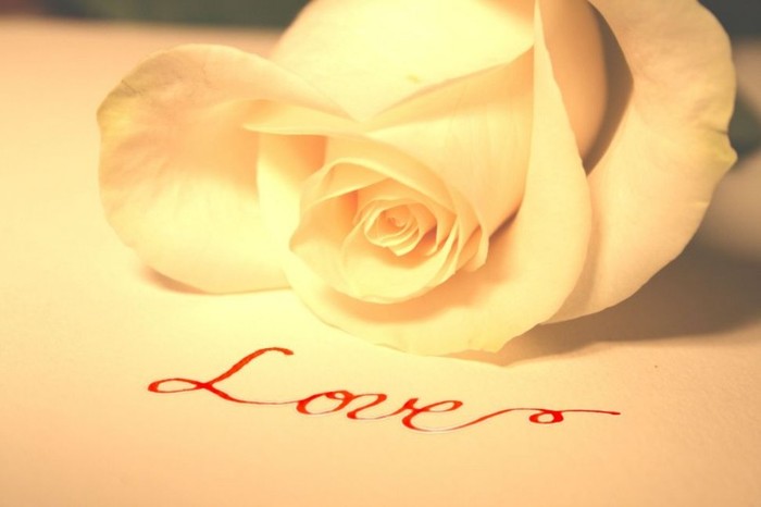 10067980-love-rose