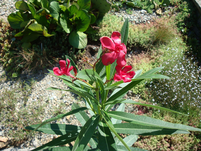 Nerium oleander - simplu rosu