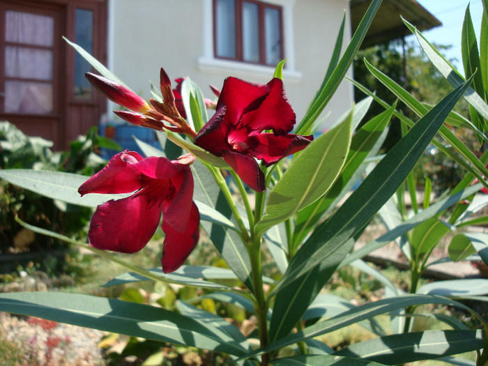 Nerium oleander - simplu rosu-grena - Genul Nerium