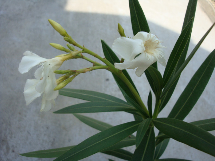 Nerium oleander (Alsacia) -simplu alb