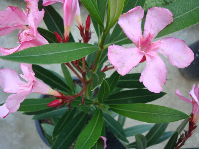 Nerium oleander (Charles Murcott) - simplu roz