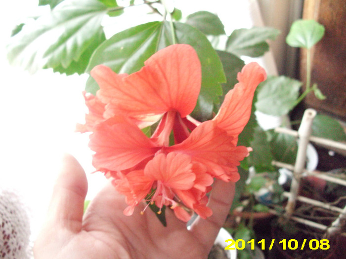 Picture 006 - hibiscus