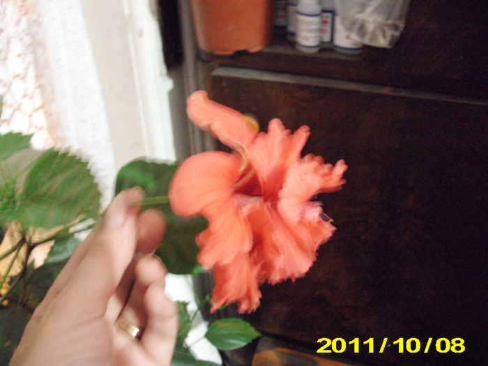 Picture 019 - hibiscus