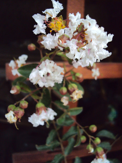 DSC03812 - Lagerstroemia indica