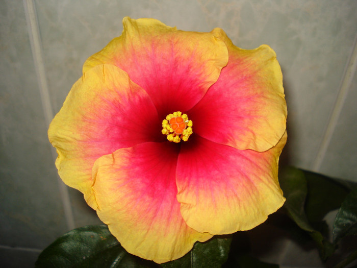 DSC00486 - HIBISCUS 2011