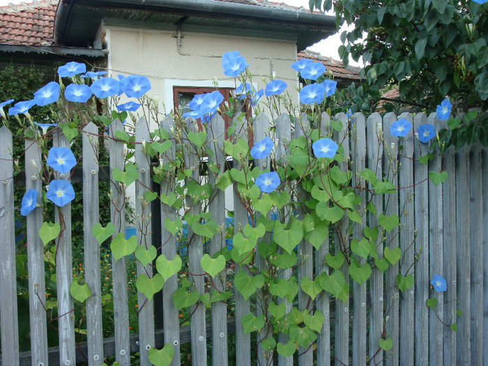 Ipomoea tricolor (CAV.)