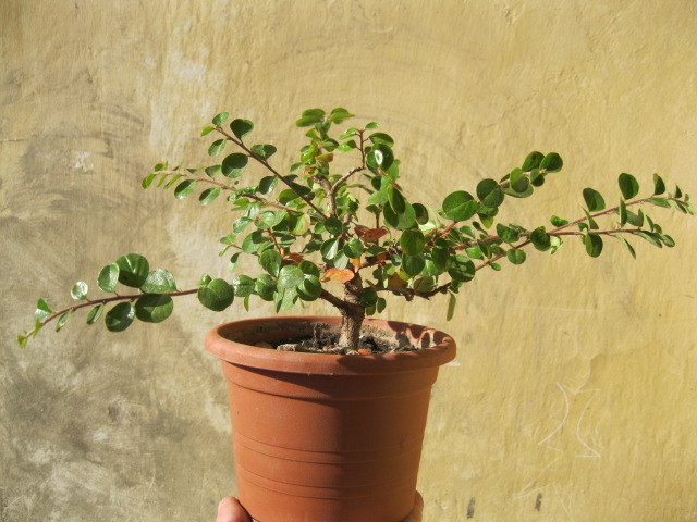 IMG_1587 - Viitori bonsai shohin