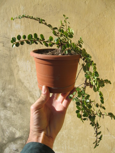 IMG_1591 - Viitori bonsai shohin