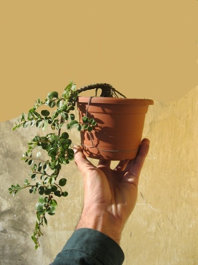 PN3 - Viitori bonsai shohin