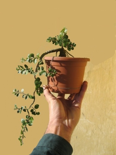 incercare 5 - Viitori bonsai shohin