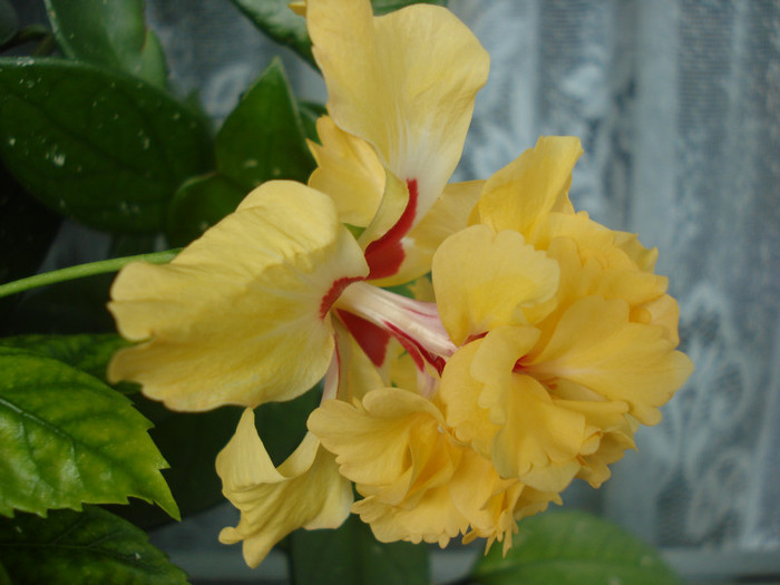 DSC00555 - HIBISCUS 2011