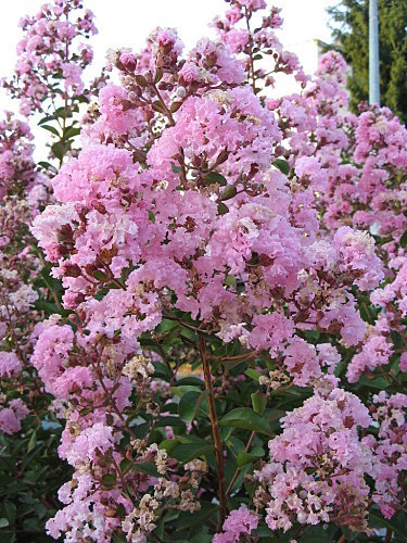 fleur-lagerstroemia-rose