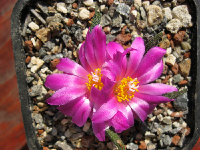 A. agavoides