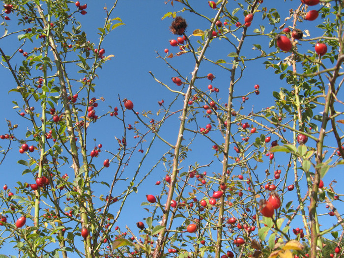 ROSA CANINA