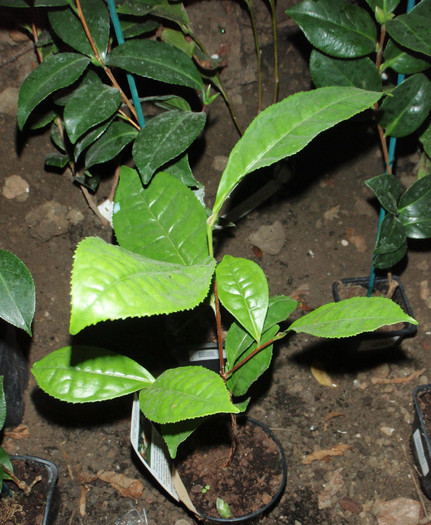 faimoasa Camellia sinensis = ceai verde