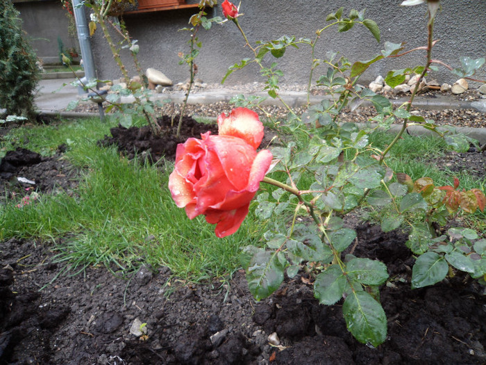 Inca mai infloresc trandafirii - GRADINA LA CULCARE- OCTOMBRIE 2011