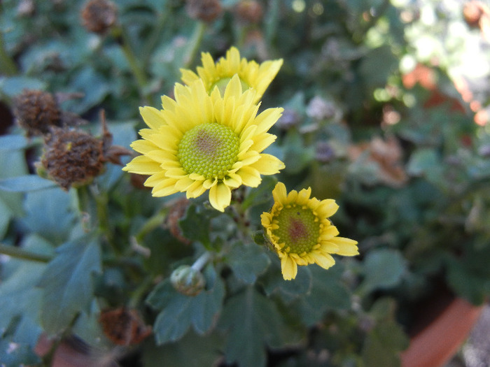 Chrysanth Picomini Yellow (2011, Oct.20)