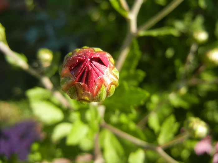 Purple Chrysanthemum (2011, Oct.20)