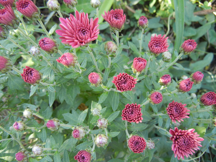 Purple Chrysanthemum (2011, Oct.20)