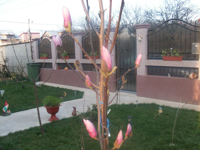 magnolia