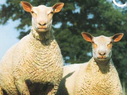 Ovine Charollais - Rase de oi