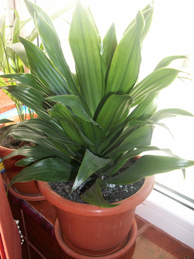 100_4197 - dracena fragrans