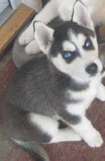 images (19) - Husky