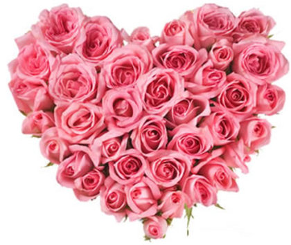 Trandafiri-roz-Roz-pal-poza-t-P-n-inima-roz