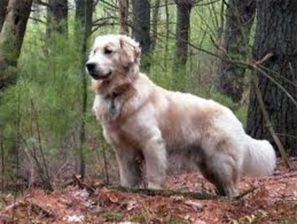 images (49) - Golden Retriever