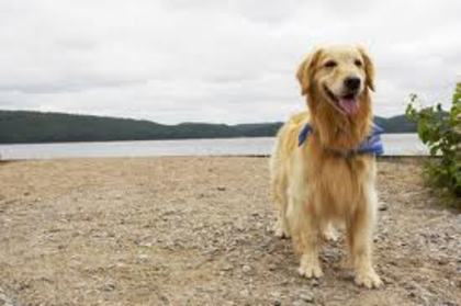 images (66) - Golden Retriever