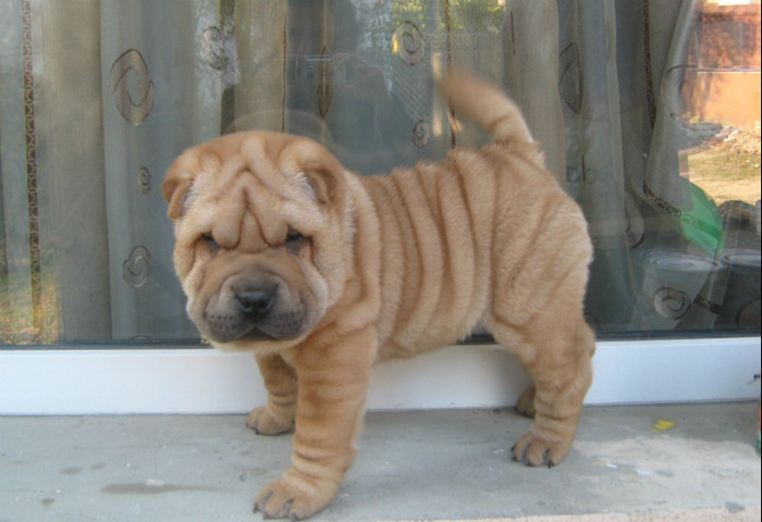 Pui 9 saptamani - 09-Pui Shar pei