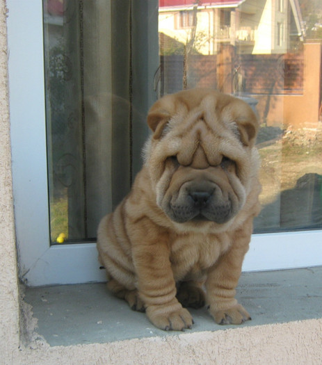 Pui 9 saptamani - 09-Pui Shar pei