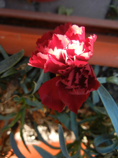 Red Dianthus (2011, October 20)