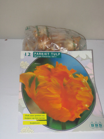IMG_7262 Orange Favorite; lalea Parkiet 40 cm
