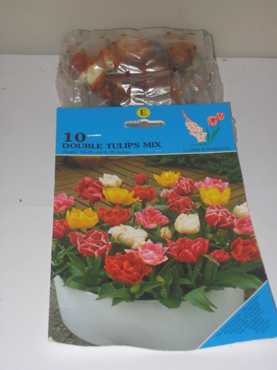 IMG_7252 Duble tulips mix; 15-25 cm
