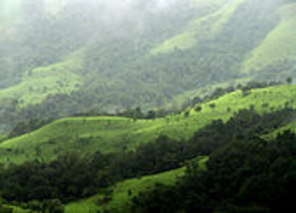 Shola Grasslands